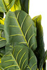 Миниатюра фото банановый куст в горшке garda decor 29bj-803-30 | 220svet.ru