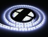 Миниатюра фото светодиодная влагозащищенная лента холодный белый ambrella light 14,4w/m 60led/m 5050smd 6500к 5m gs2103 | 220svet.ru